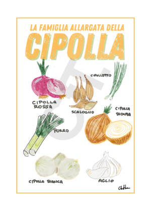 La famiglia allargata della cipolla
